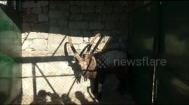 Rangers rescue ibex injured in suspected snow leopard attack
