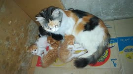 Mother Surrouned By Baby Born Kitties In Old Room