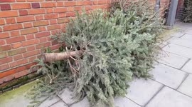 Discarded Christmas trees in North London. UK