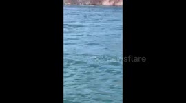 shark predation on harbor seal near golden gate bridge