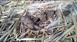 Two adorable wild leopard cubs surprise farm workers in South India