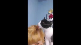 Моето котараче ми прави прическа!