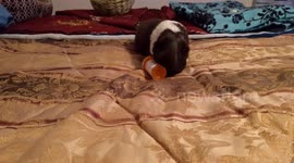 Grace loves to shake it up