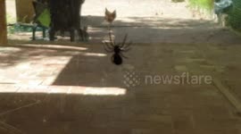 Little Aussie girl isn't afraid of spiders