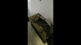 Cat greets owner every day