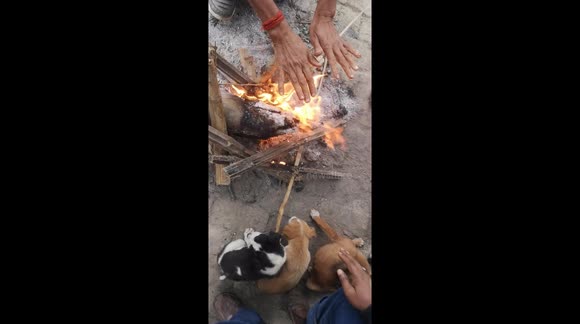 Dog puppies survive in cold wave from fire heat.