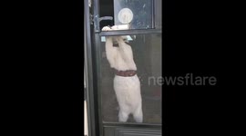 Cat makes daring escape attempt