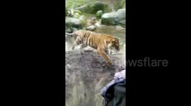 Man captures moment tiger launches at girl in Dublin zoo