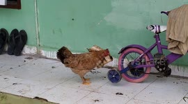 chickens exposed to fly traps.