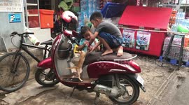 Kitten Explores Motorcycle In Cambodia