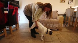 Dog lover saved her pooch's life by performing Heimlich Maneuver