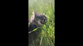 Cat eating grass