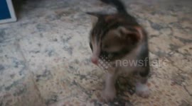 One Month Old Triplet Kitties Learned How To Walk