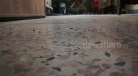 Male Cat Follows Owner Instruction In Throw And Catch Game