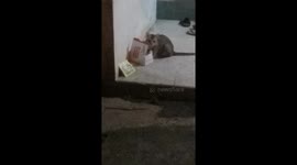 cat eat KFC in the Box??