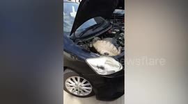Couple find 5ft long monitor lizard in their car engine