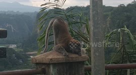 the moment the monkey farted