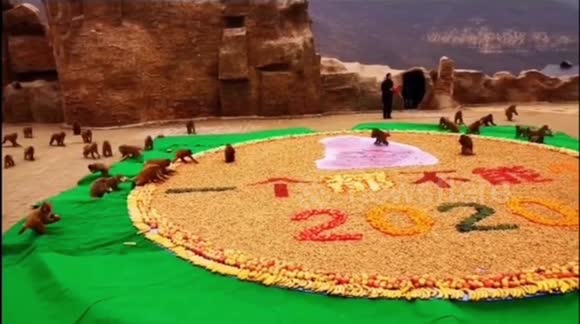 Chinese park ranger prepares New Year's feast for monkeys at preserve ...