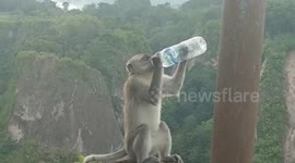 Monkey enjoys drink of bottled water on boiling jungle day in Indonesia