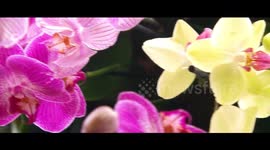 Kew Gardens Orchid flower festival London