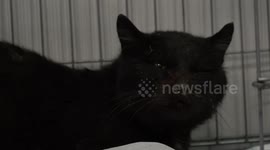 Vet in Jordan tells of how he saved Pajera, a stray cat with pneumonia