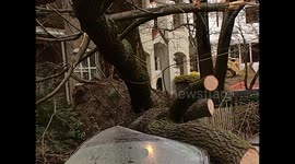 tree fell on a car after a storm