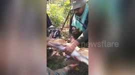 Wild cheetal fawn rescued by Government security force  in southern east india