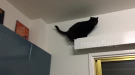 Cat gets stuck on high shelf because it's 'too fat' to turn around