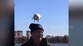 Black-headed gull steals Chinese man's hat