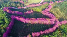Stunning drone showcases winter cherry blossoms blooming in Chinese mountains