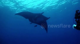 Scuba diver films manta ray breaching ocean surface from below