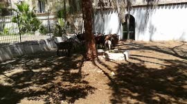 Giza Zoo Home Place Of Old African Goats
