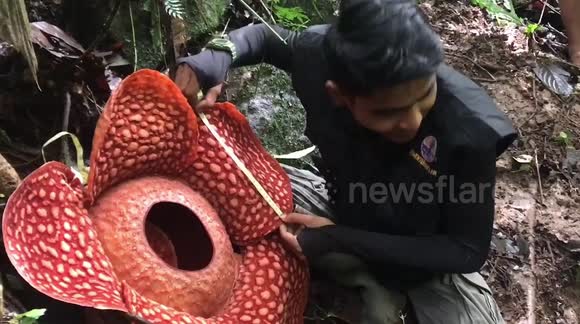 Rare sight: huge flower blooms in Indonesian rainforest
