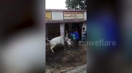 Horrifying footage shows a bull tied to pole hits a boy in eastern India
