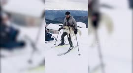 Siberian husky tags along on ski ride with his owner in northern India