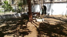 Herd Of African Goats Raised In Giza Zoo