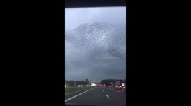 Birds above highway