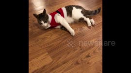 Cat doesn't want to move and just flops when wearing Christmas sweater