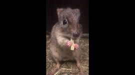 Cute Bettong eating snack