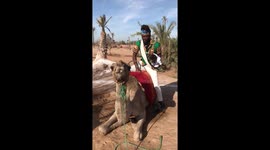 Meeting a Camel in Africa