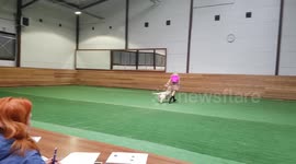 DogDancing. Golden retriever twist and dance :)