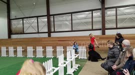 Dogdance. Russian Black Terrier twist and dance :)