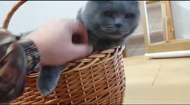 Cat Kasper sits in a Halloween busket full of sweets and gets angry when we try to take a candy.