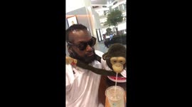 Ceasar the monkey drinking a soda at the airport