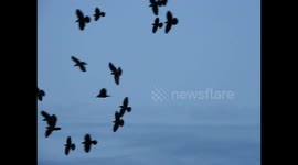Group of black birds in slow flight in the sky