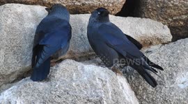 A pair of black birds on the stones