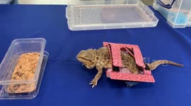 Neglected bearded dragon given custom-made wheelchair so she can scoot around her UK home