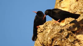A pair of black birds ( red billed chough) groom themselves and caresses