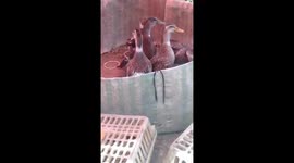 The funny game throwing rings on duck neck