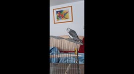 The bird on the cage sings